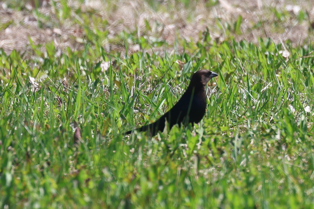 Brown-headed Cowbird - ML657621709