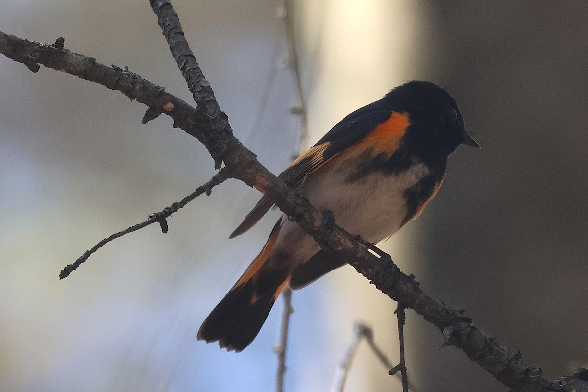 American Redstart - ML657621733