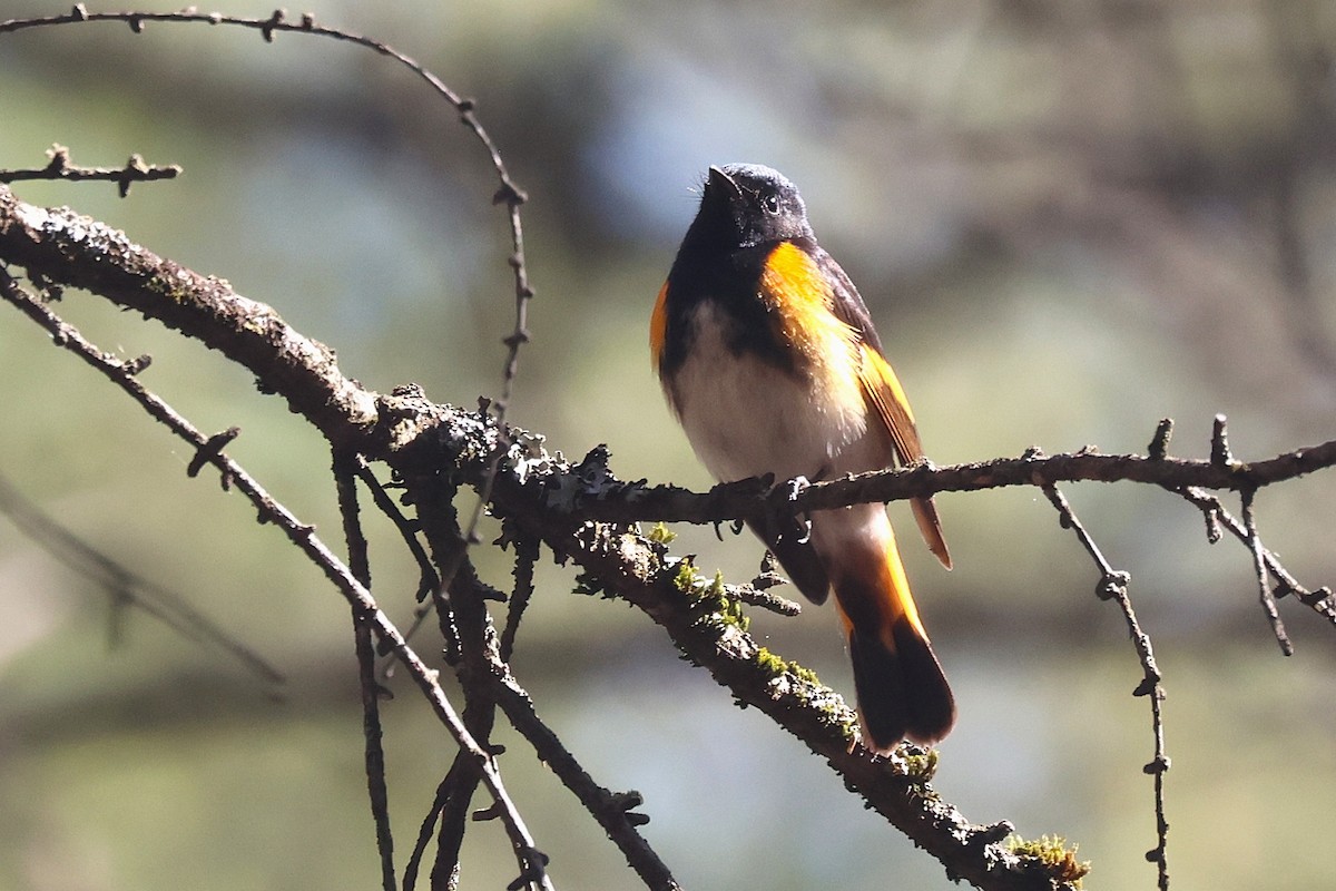American Redstart - ML657621744