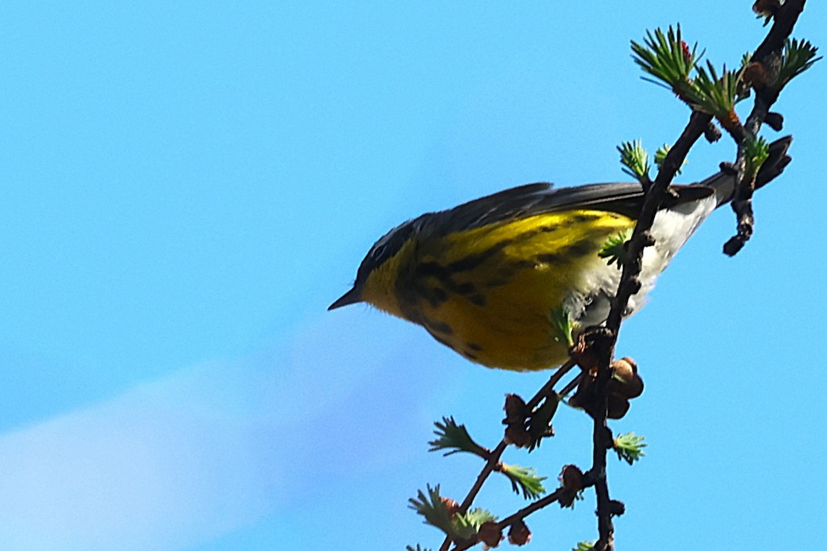 Magnolia Warbler - ML657621768