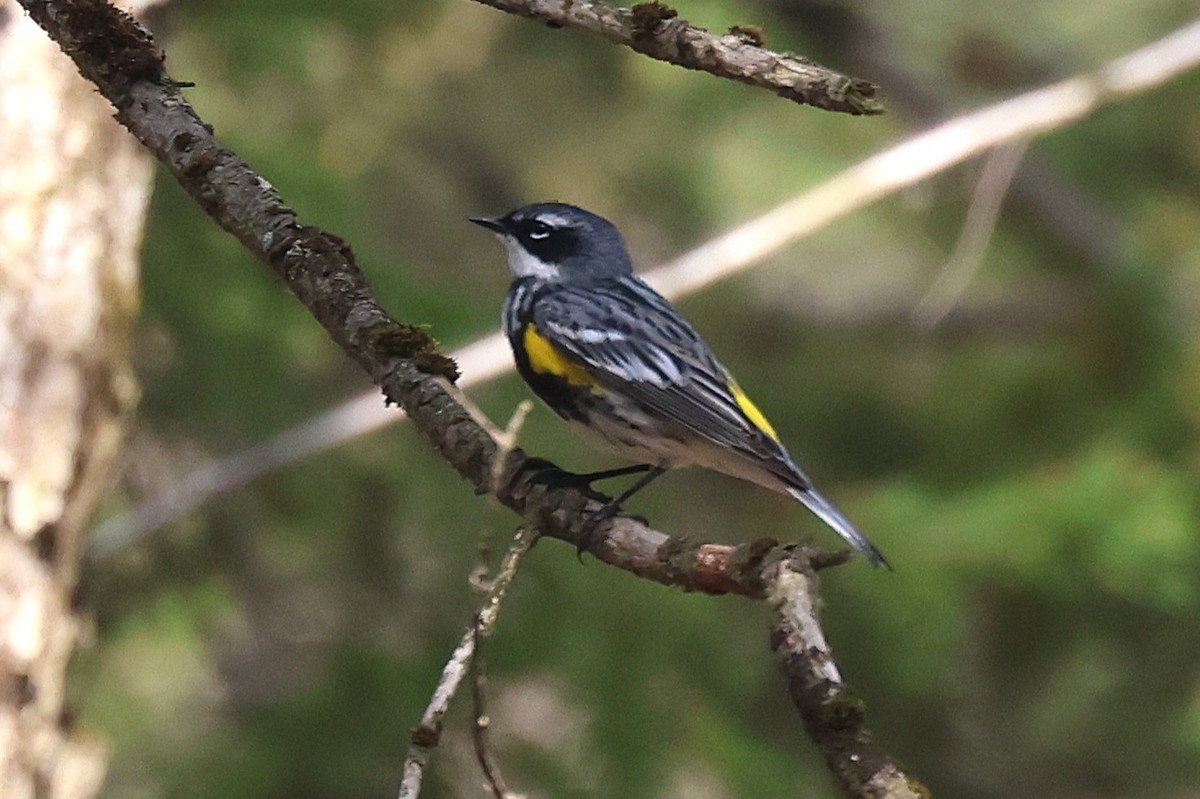 Yellow-rumped Warbler - ML657621799