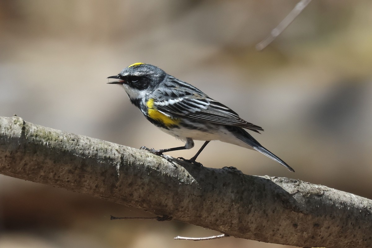 Yellow-rumped Warbler - ML657621811