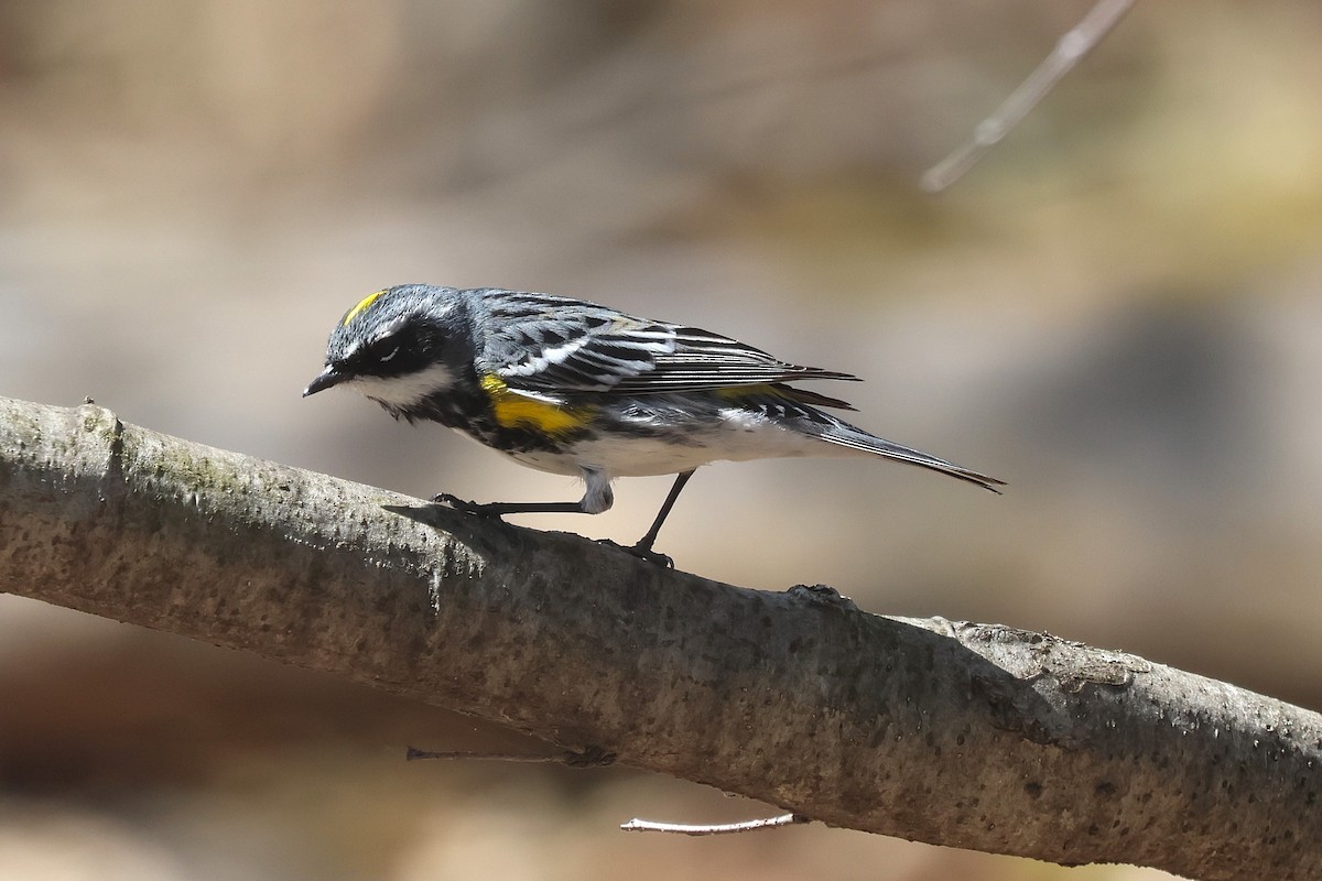 Yellow-rumped Warbler - ML657621821