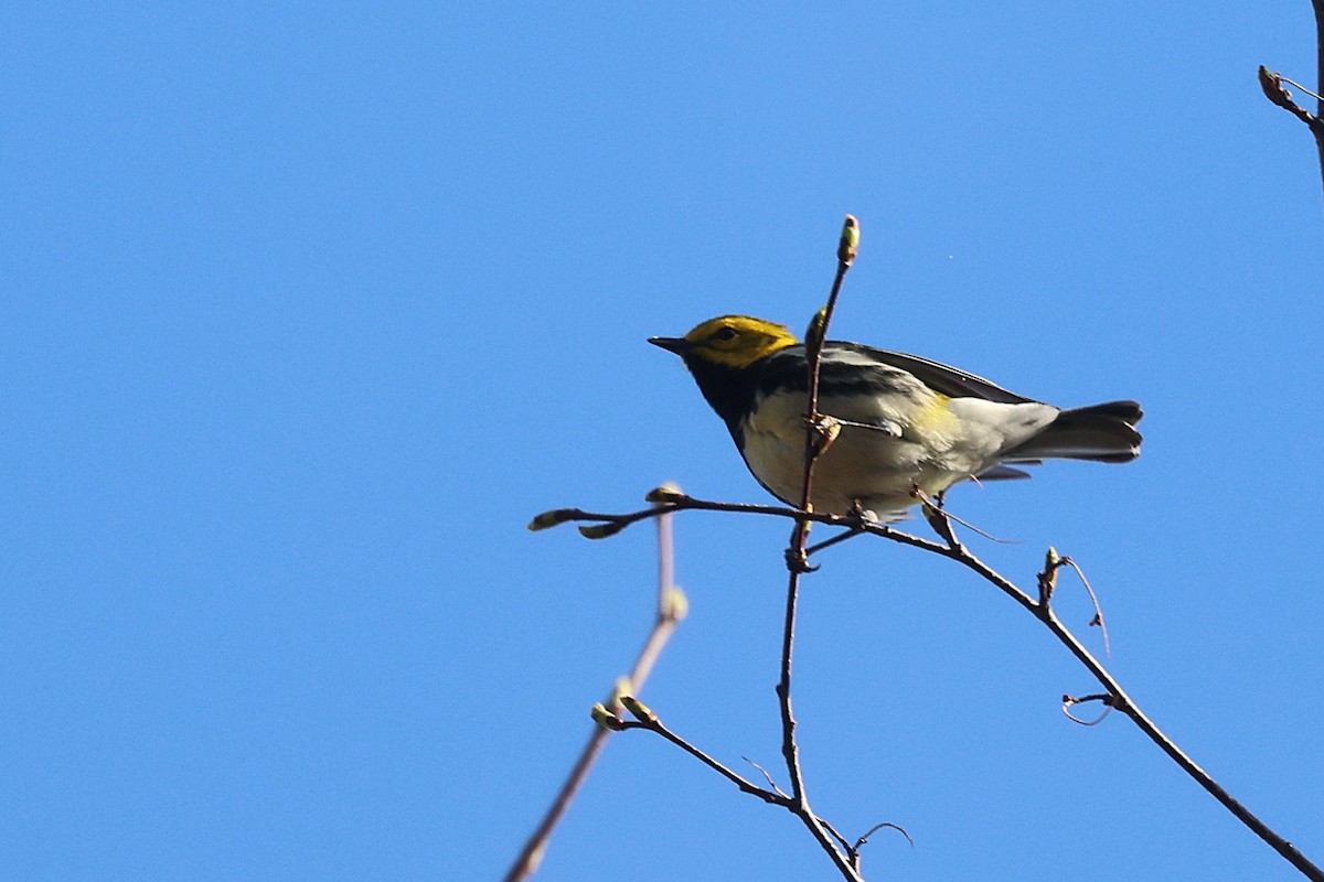 Black-throated Green Warbler - ML657621873