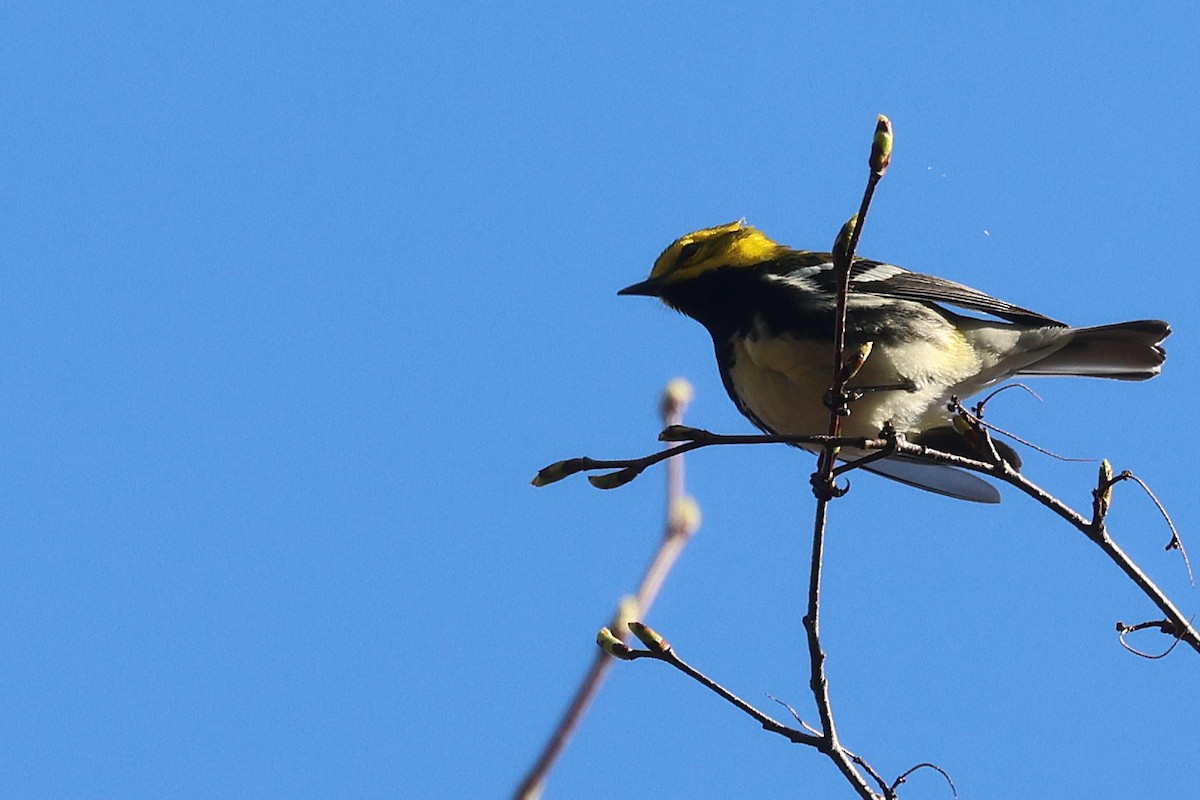 Black-throated Green Warbler - ML657621877