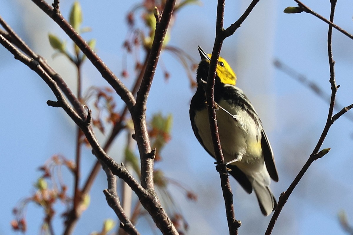 Black-throated Green Warbler - ML657621880