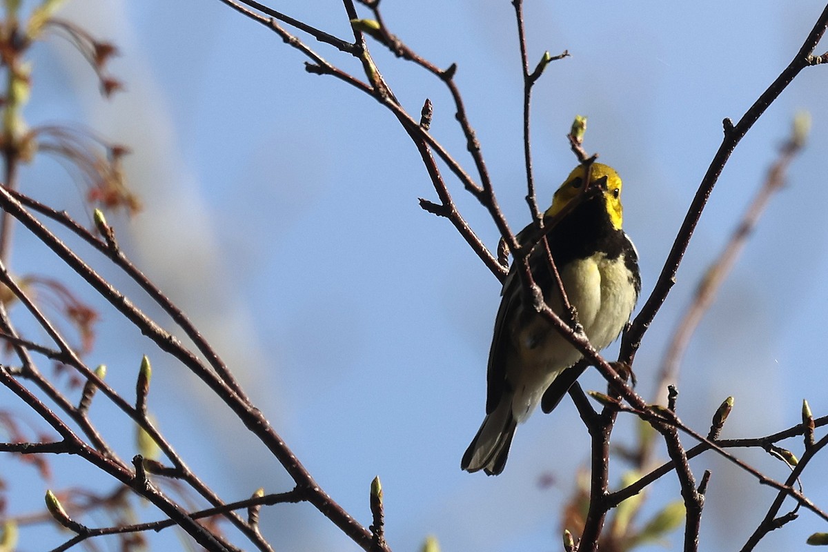 Black-throated Green Warbler - ML657621890