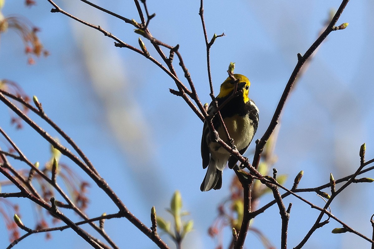 Black-throated Green Warbler - ML657621897