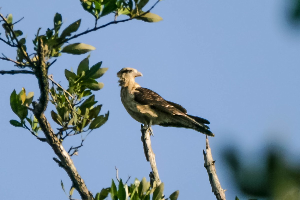 Yellow-headed Caracara - ML657623554
