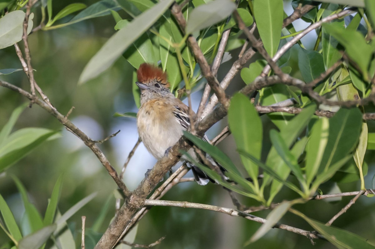 Black-crested Antshrike - ML657623568