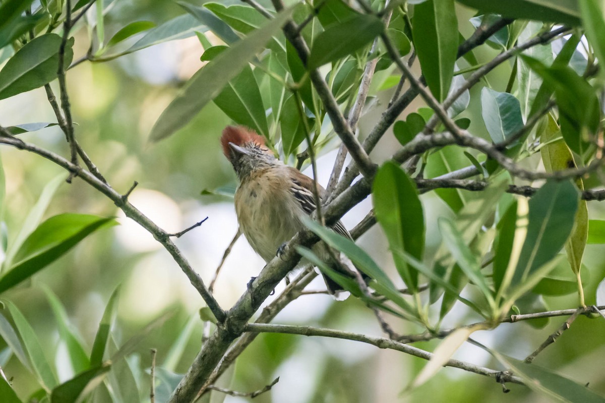 Black-crested Antshrike - ML657623569