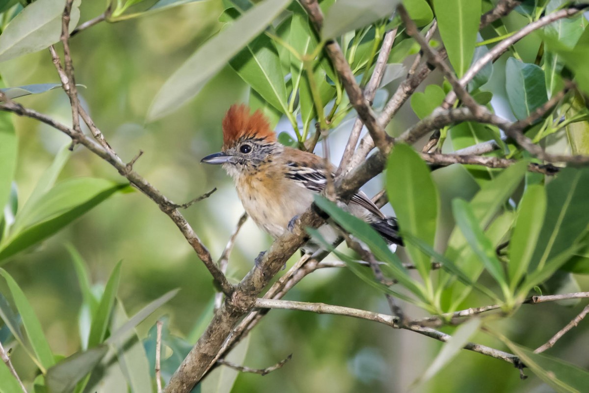 Black-crested Antshrike - ML657623570