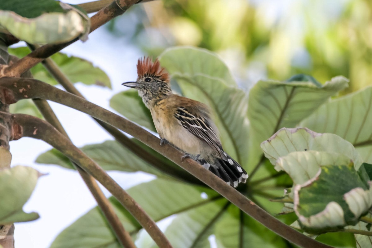 Black-crested Antshrike - ML657623571