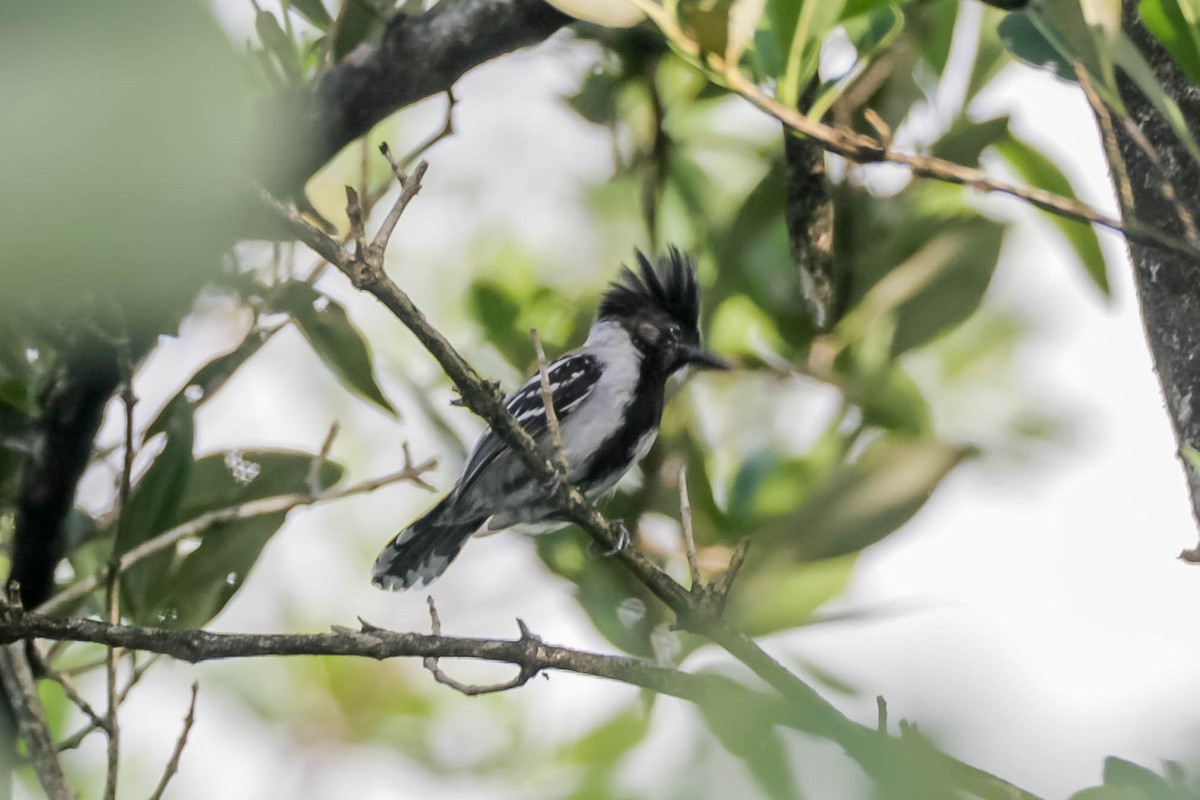 Black-crested Antshrike - ML657623572