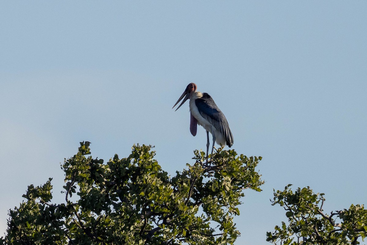 Marabou Stork - ML657625575