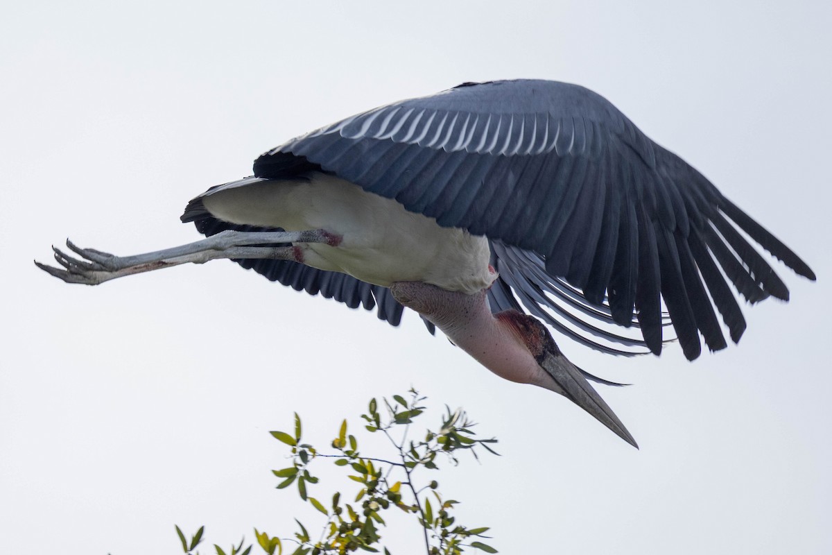Marabou Stork - ML657625856