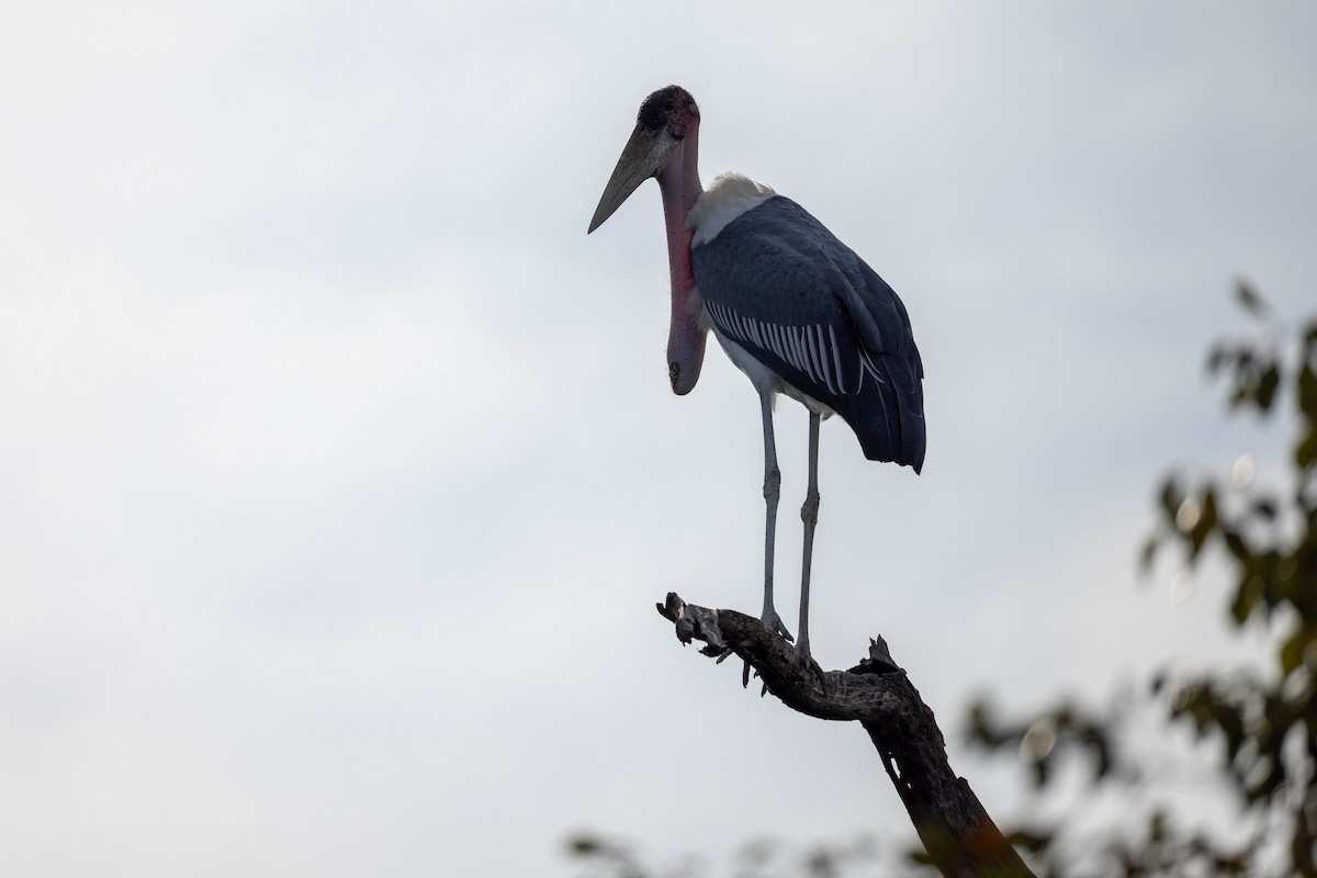 Marabou Stork - ML657625878