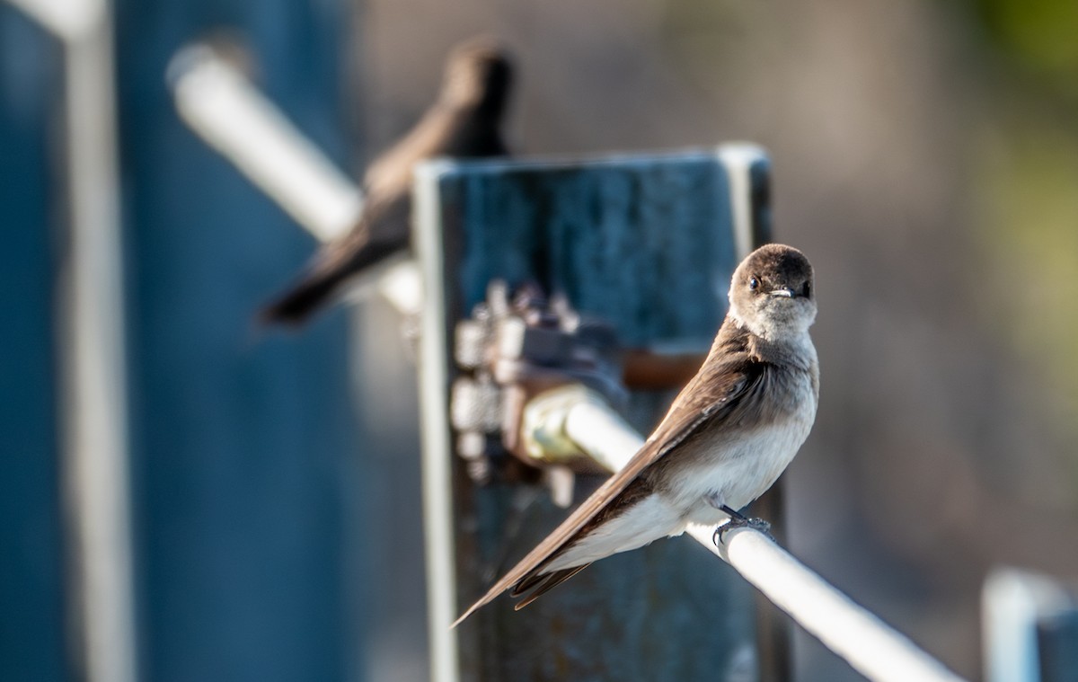 Northern Rough-winged Swallow - ML657626378