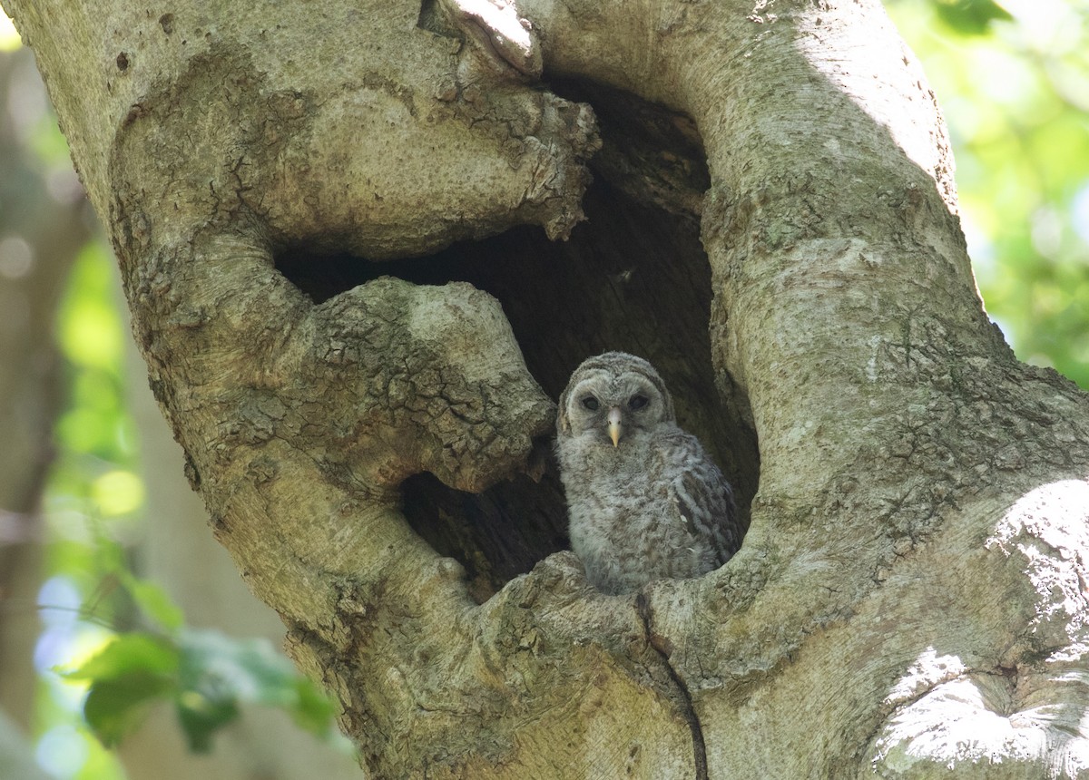 Barred Owl - ML657626430