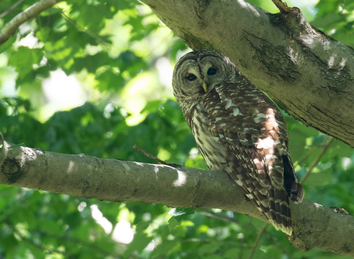 Barred Owl - ML657626432