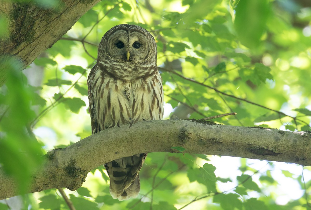 Barred Owl - ML657626434