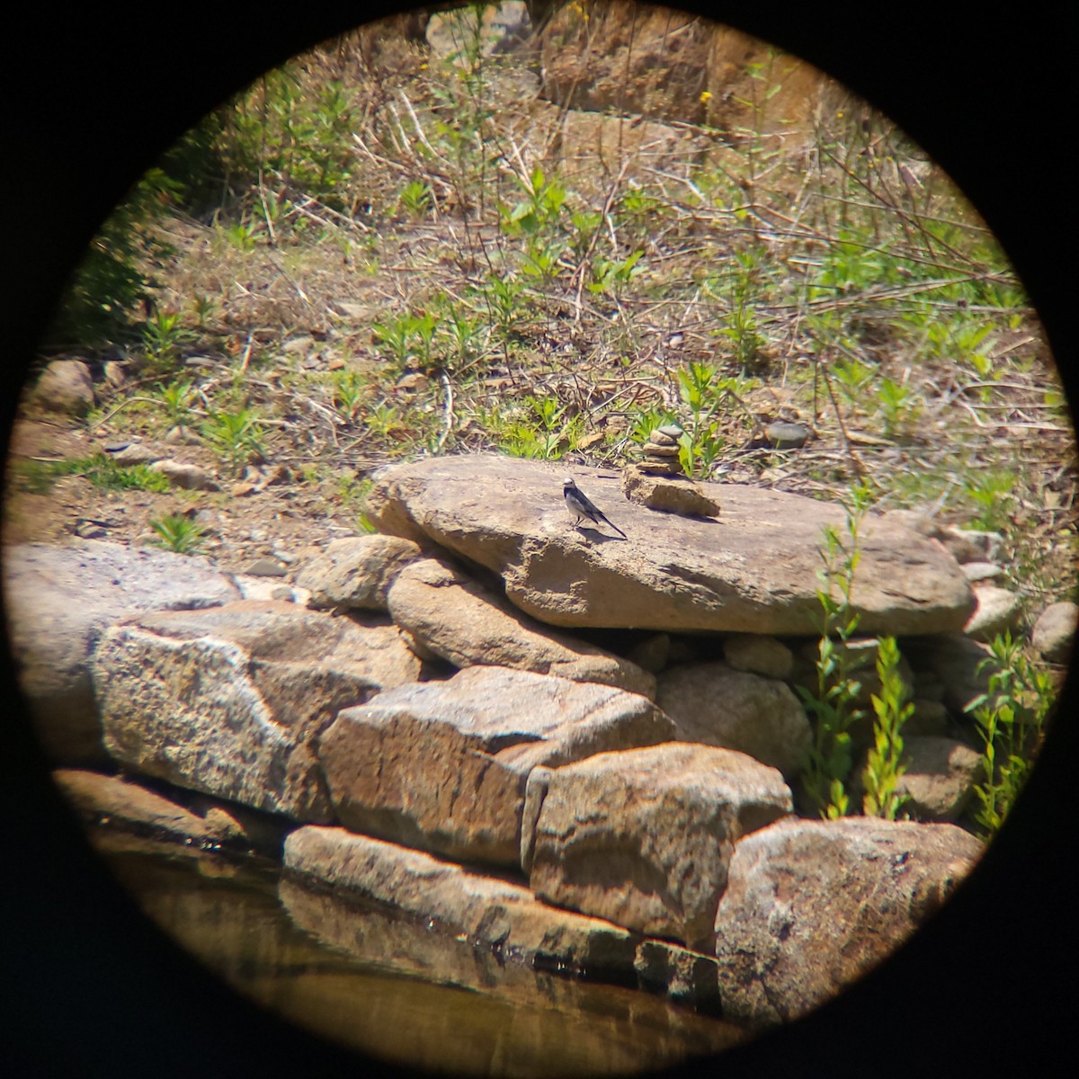 White Wagtail - ML657626483