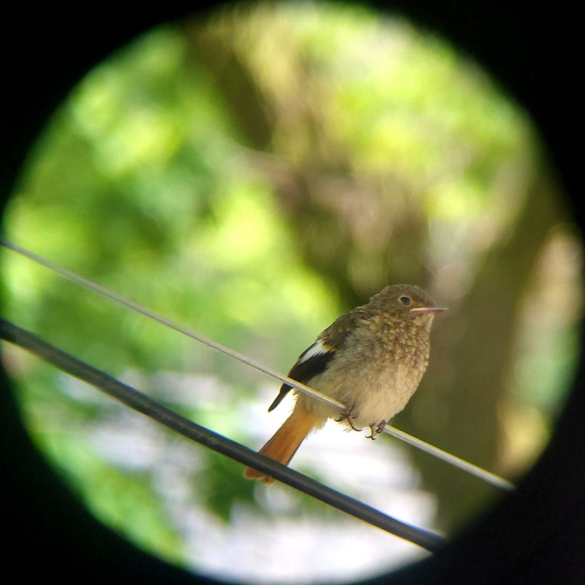 Daurian Redstart - ML657626498