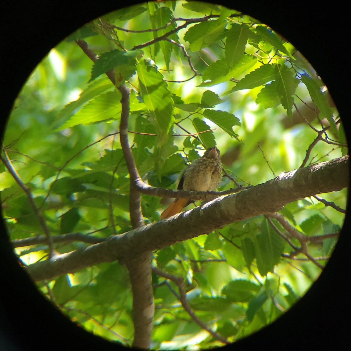 Daurian Redstart - ML657626499