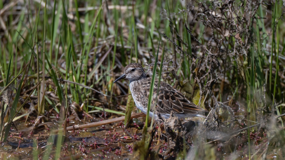 eBird Checklist - 16 May 2026 - Scarborough Marsh--Winnock's Neck - 27 ...