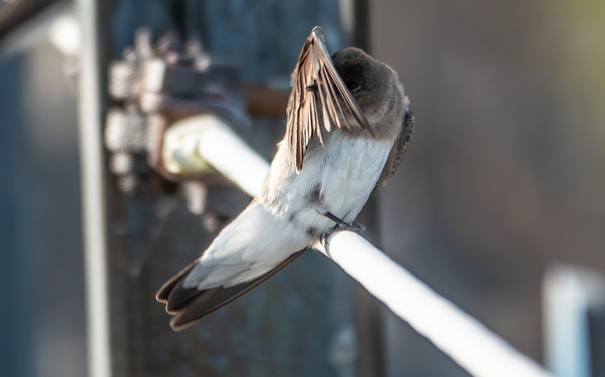 Northern Rough-winged Swallow - ML657626955
