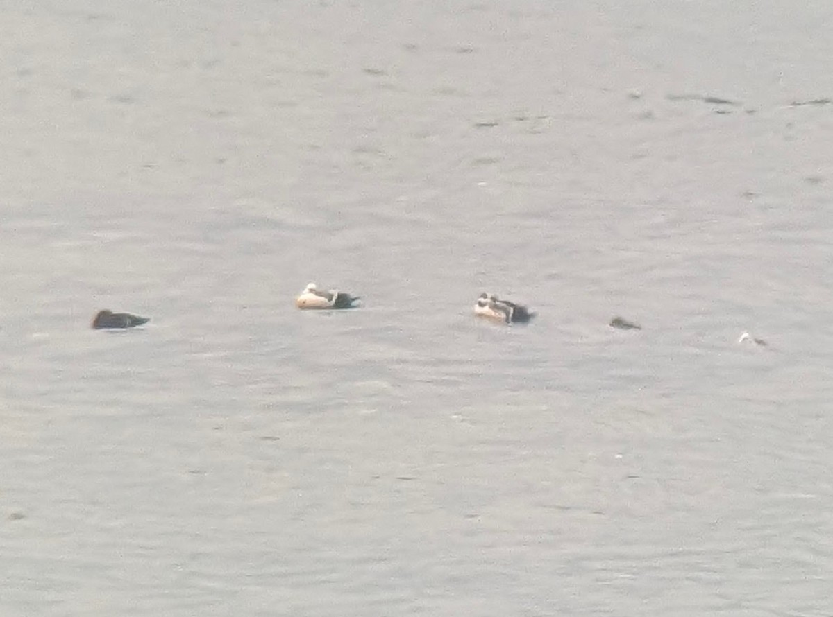 Steller's Eider - ML657626981