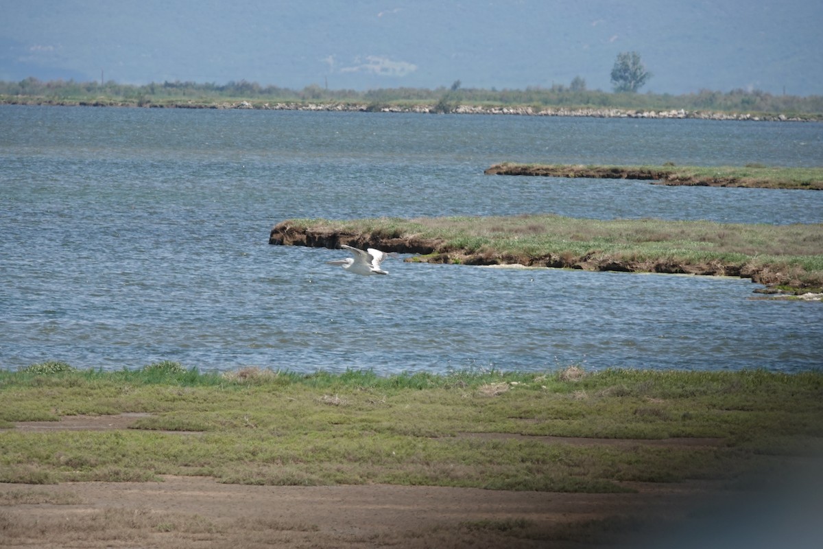 Great White Pelican - ML657627203