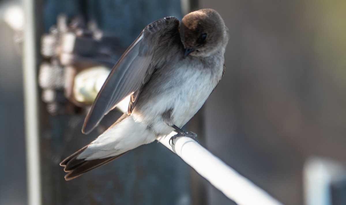 Northern Rough-winged Swallow - ML657627480