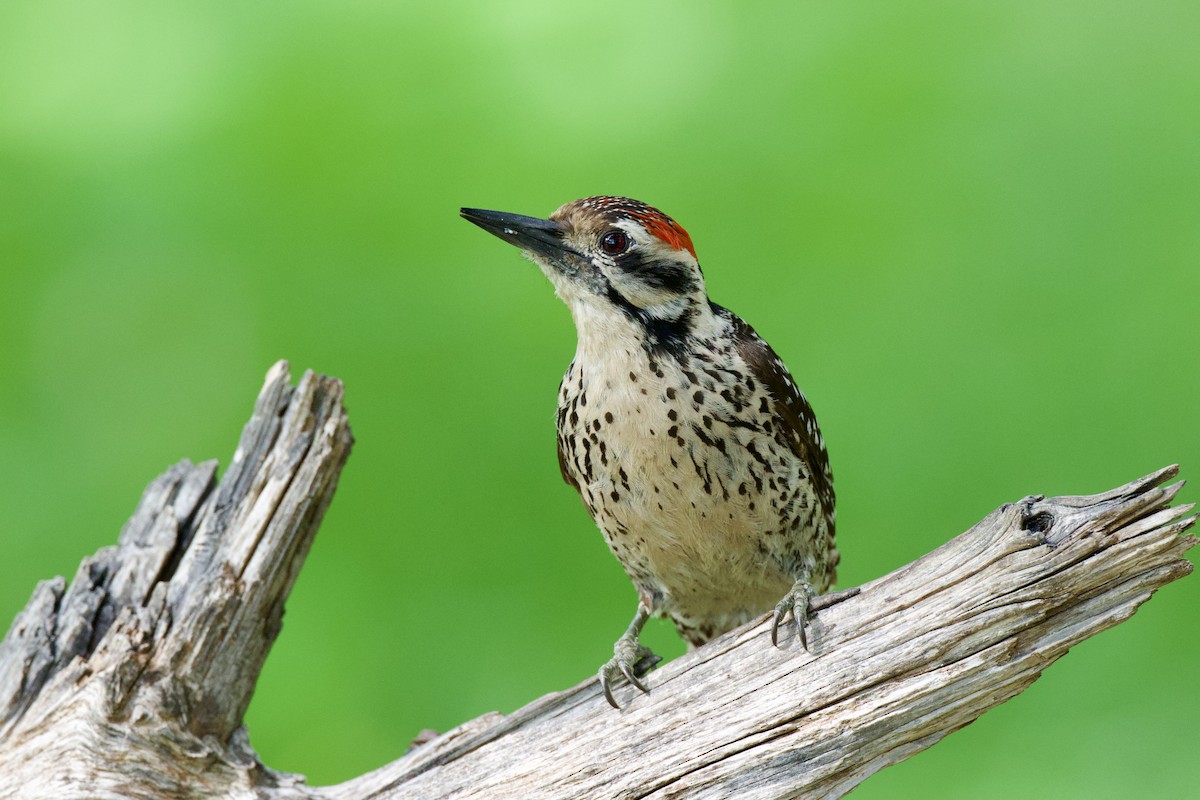 Ladder-backed Woodpecker - ML657627496