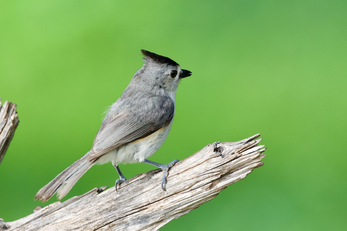Black-crested Titmouse - ML657627530