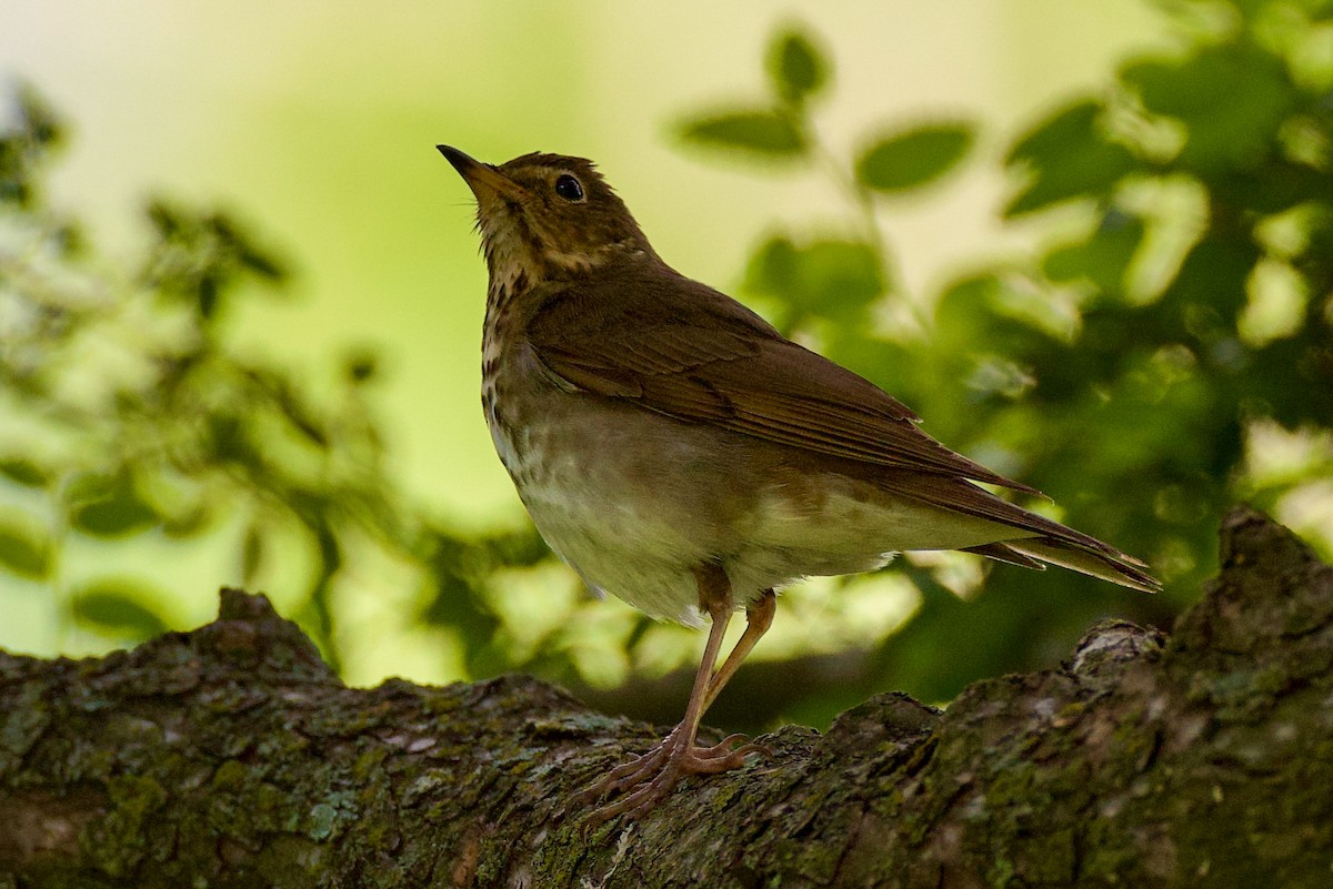 Swainson's Thrush - ML657627564