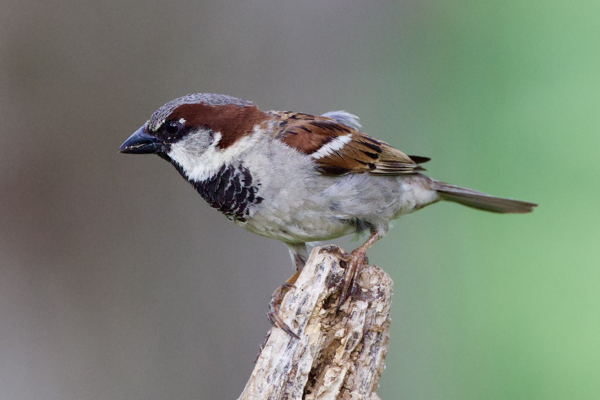 House Sparrow - ML657627571