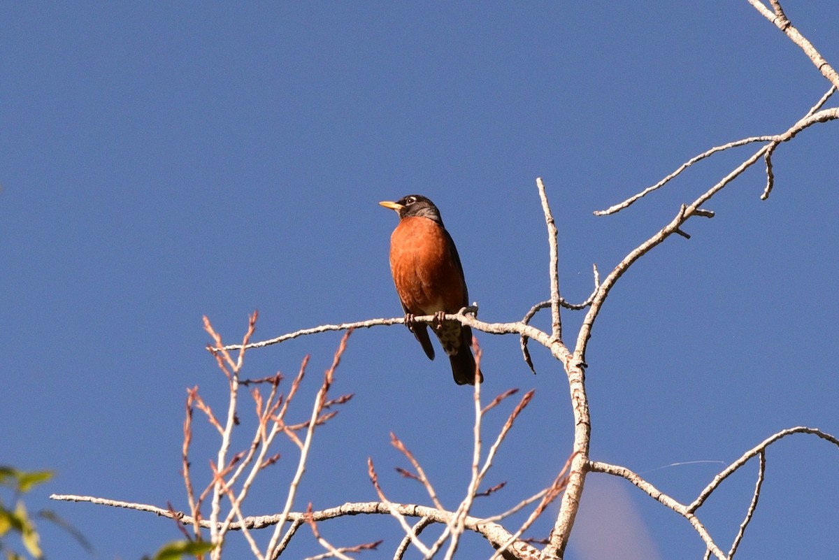 Zozo papargorria - ML657627738