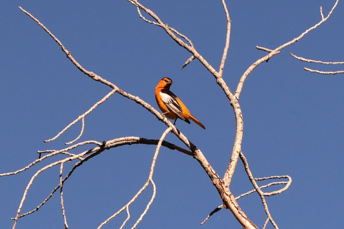 Bullock's Oriole - ML657627755