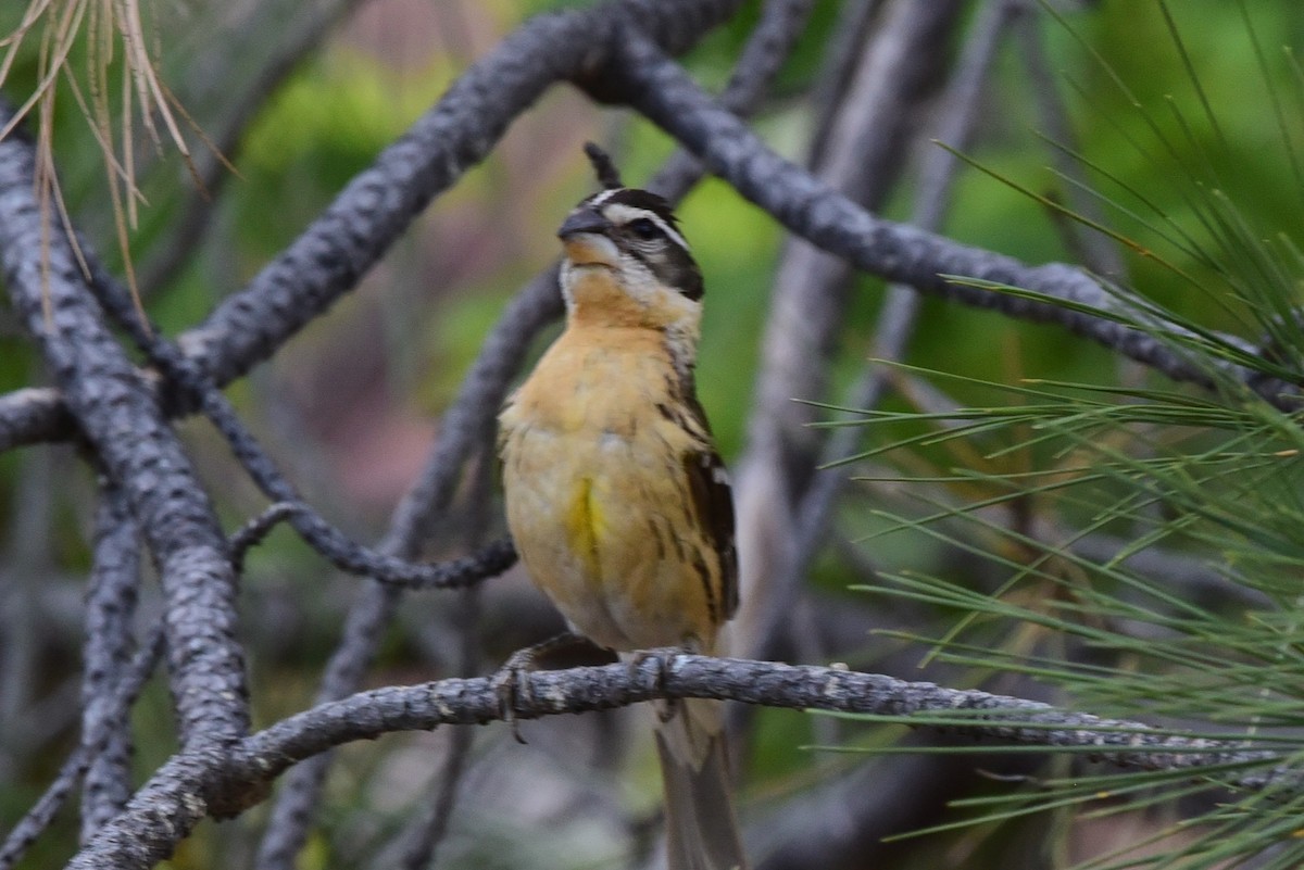 Black-headed Grosbeak - ML657627776
