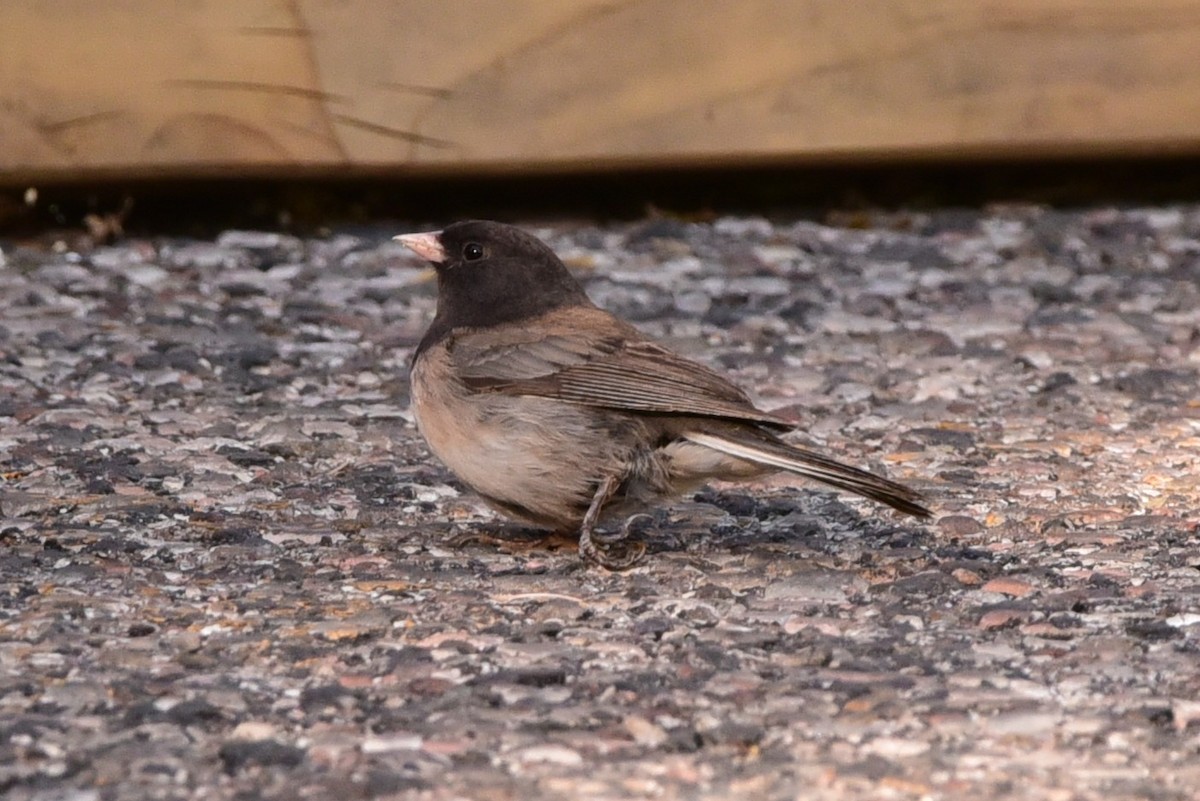 Dark-eyed Junco - ML657627806