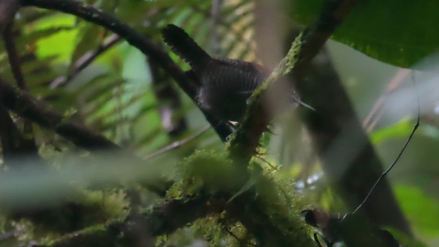 Riverside Wren - ML657628010