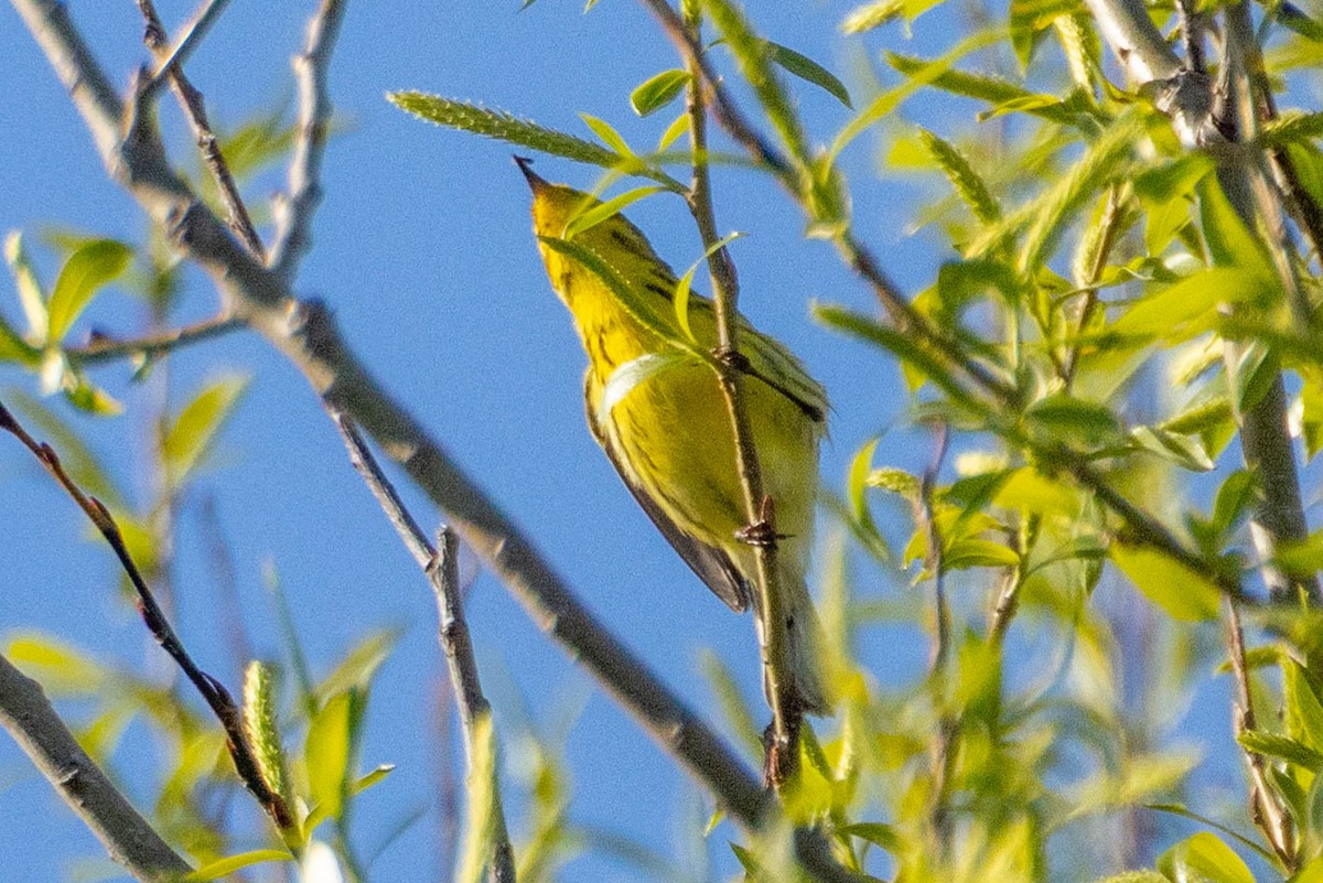 Prairie Warbler - ML657628555