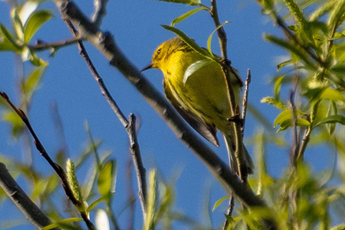 Prairie Warbler - ML657628556