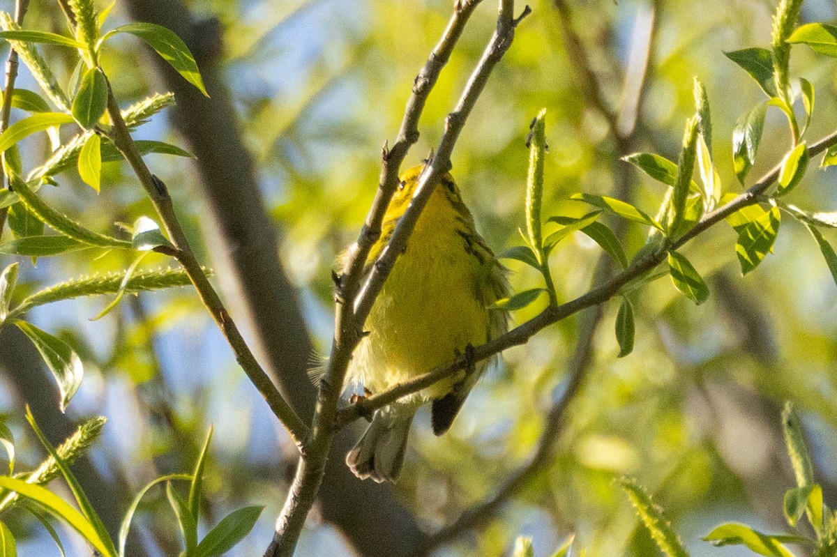 Prairie Warbler - ML657628557