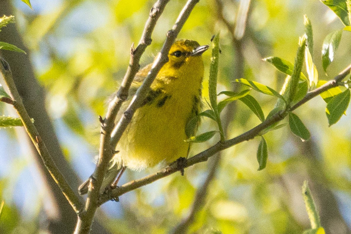 Prairie Warbler - ML657628559