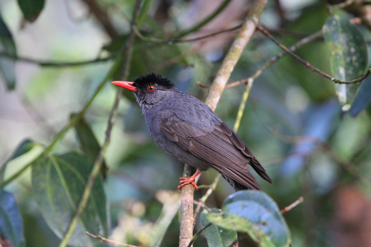 Square-tailed Bulbul (Sri Lanka) - ML65762861