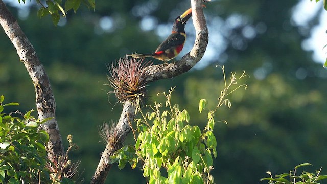 Fiery-billed Aracari - ML657628818