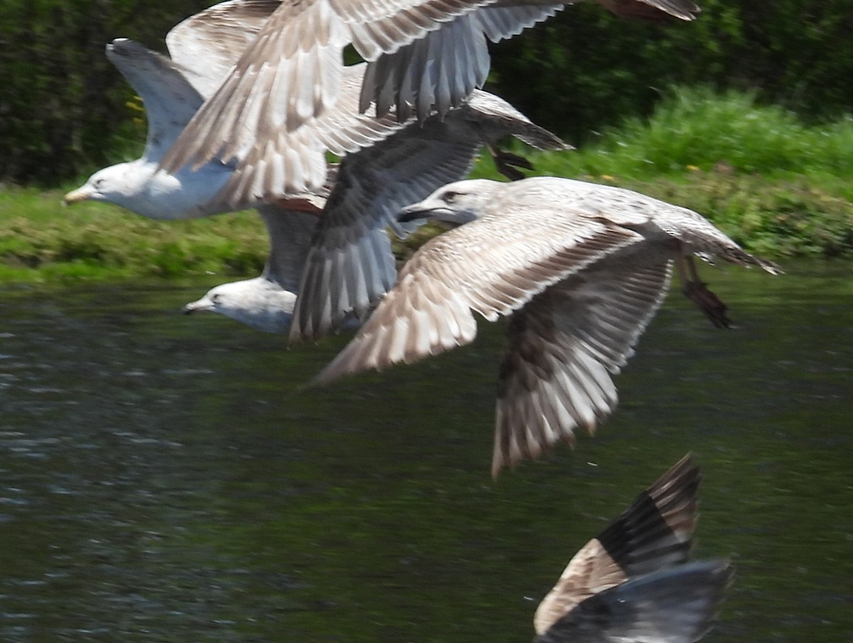 Larus sp. - ML657629470