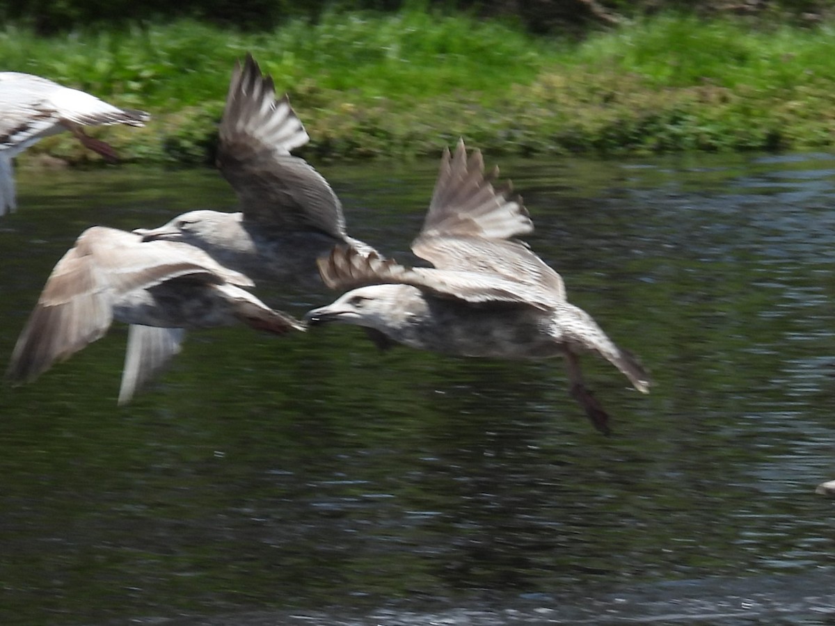 Larus sp. - ML657629471